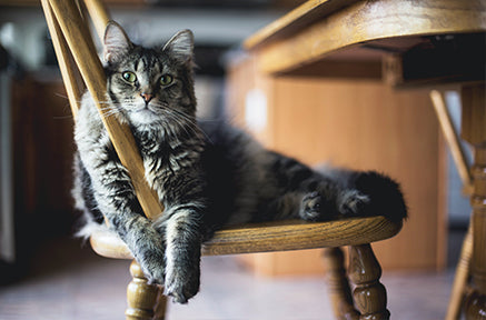 Is a Cat Fountain Really Worth it?